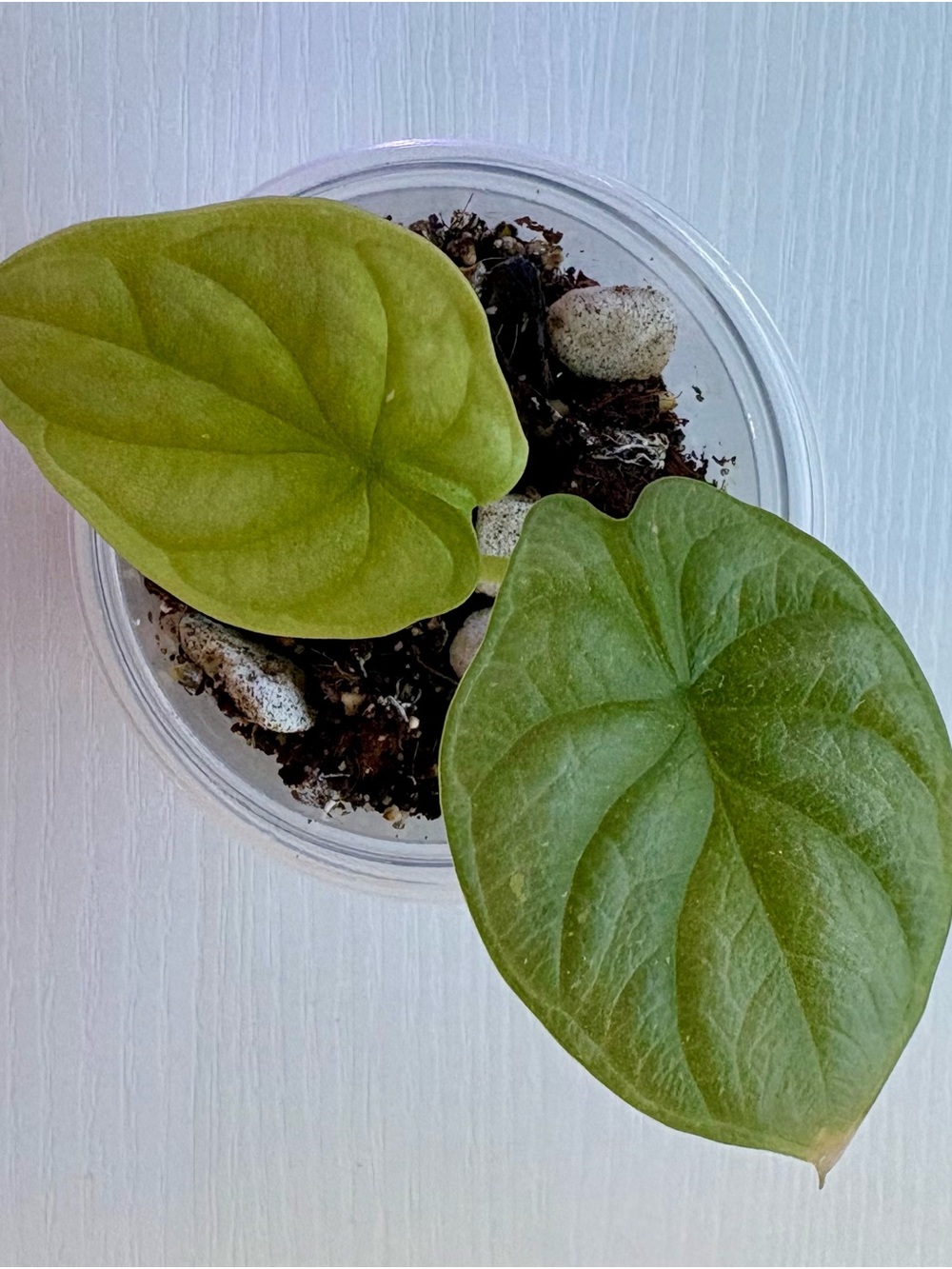 Alocasia Silver Dragon – Rooted Corm Starter Plant w/ 2 Leaves